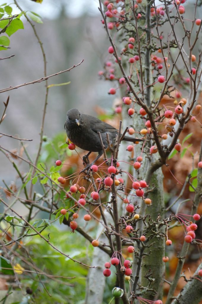Blackbird  Fr Merula Songbird  - MrsBrown / Pixabay
