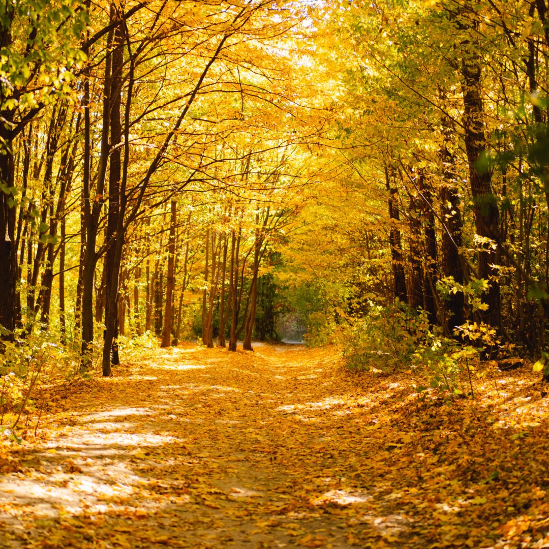 Forest autumn in sunny autumn weather, autumn landscape, autumn trees.