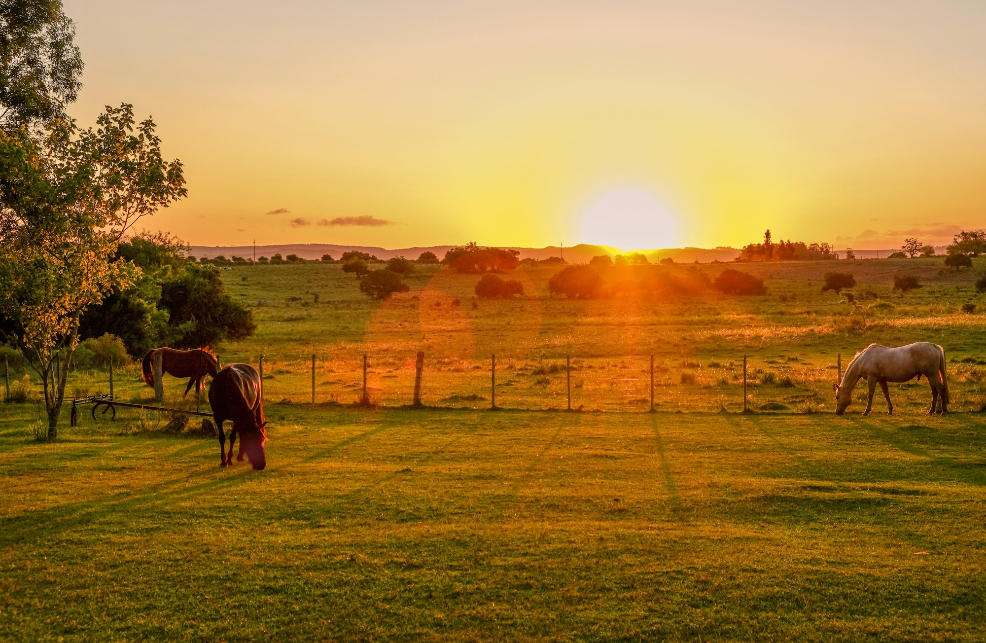Horses on a farm at sunset.