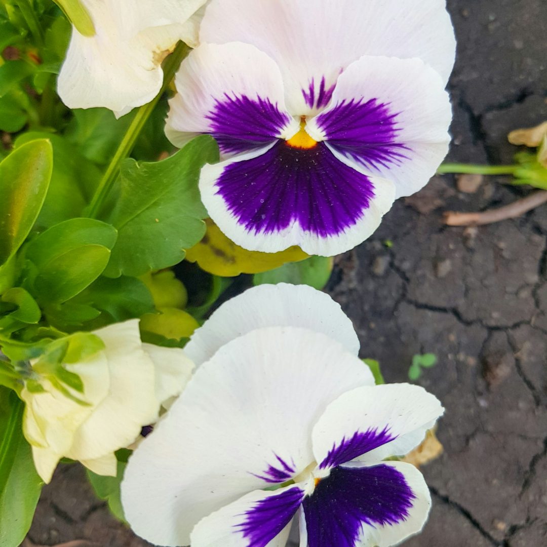 Garden pansies with purple and white petals. Viola tricolor pansies on a flower bed
