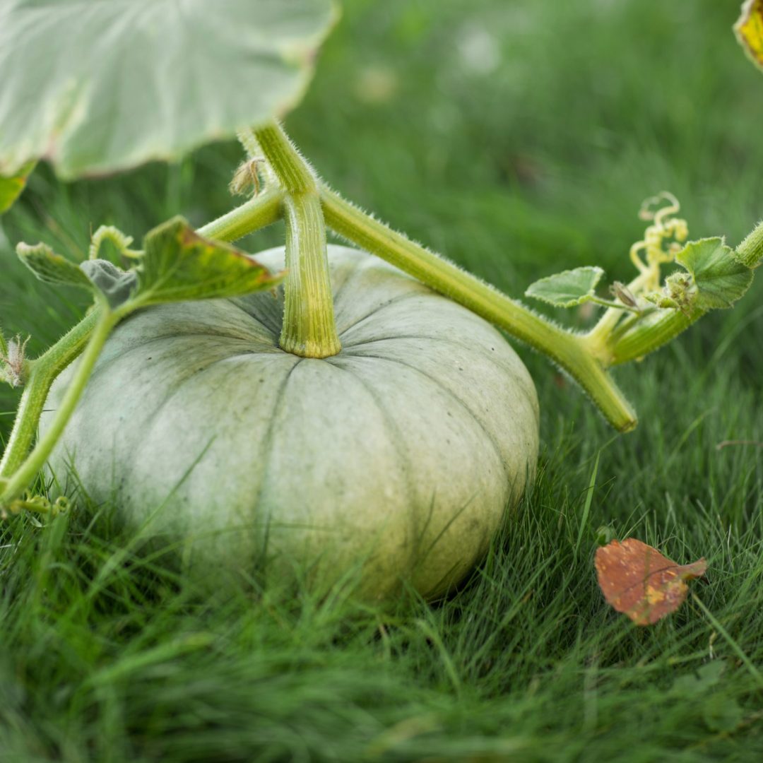 green pumpkin on grass in garden. autumn harvest time. natural fall background.